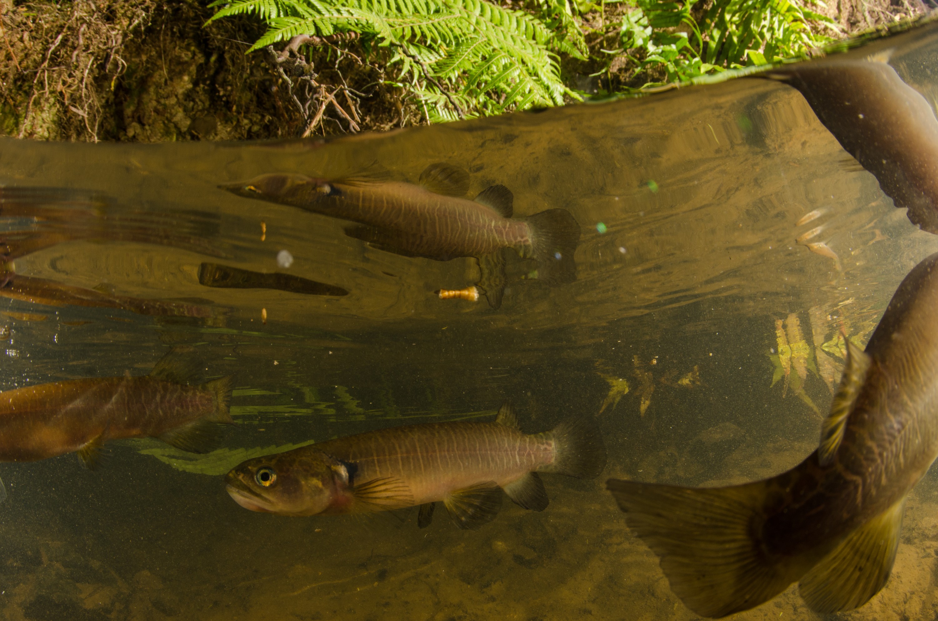 DSC_5325 – Banded, kokopu, Galaxias, fasciatus, home, kaiatea, stream, Crispin, new, zealand, new zealand, freshwater, streams, stream, rivers, galaxid